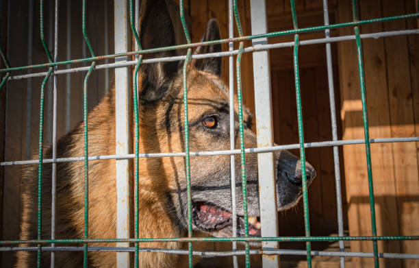 istock Animals in captivity. The dog's eyes. 1292275276