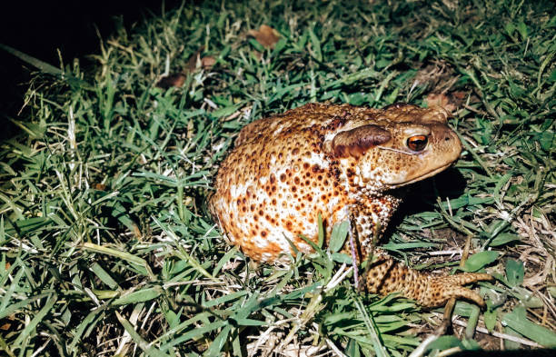 rospo comune di notte - common toad foto e immagini stock