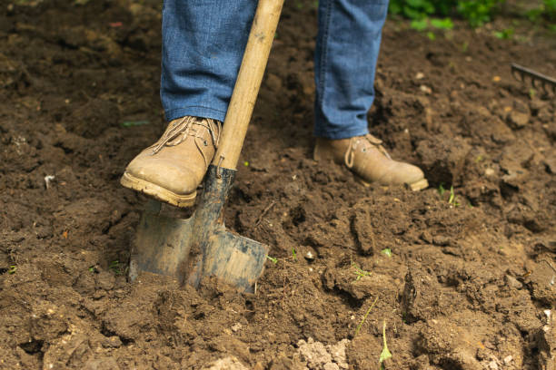 istock Gardener digging in the garden. Soil preparing for planting in spring. 1292275620