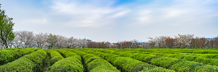 Large beautiful tea garden