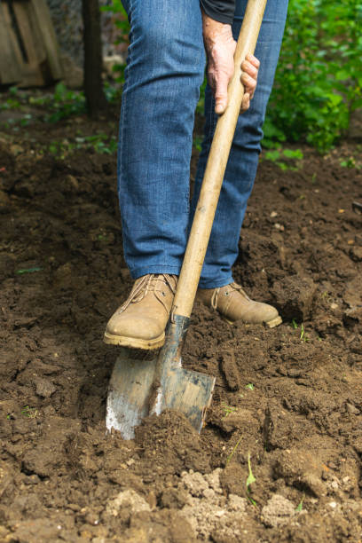 istock Gardener digging in the garden. Soil preparing for planting in spring. 1292275662