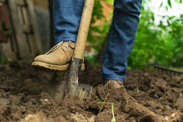 istock Gardener digging in the garden. Soil preparing for planting in spring. 1292275667