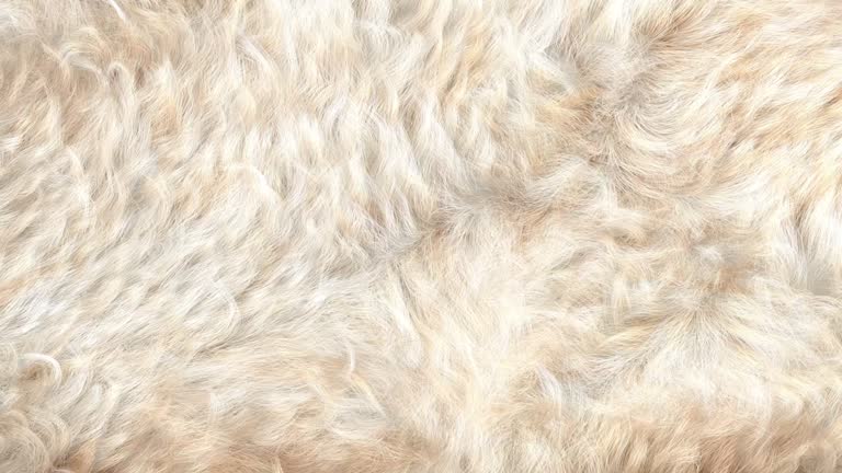 White Curly Sheep Fur Background