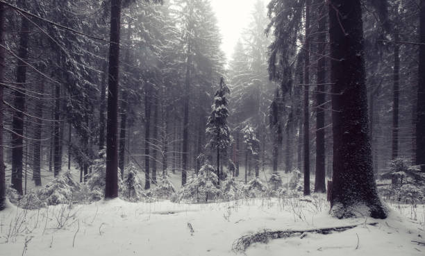 istock foggy winter forest in snow, natural monochrome 1292278815