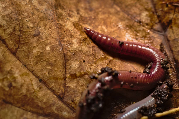 Earthworm, lumbricina, crawling along a brown dead leaf covered in slime and dirt