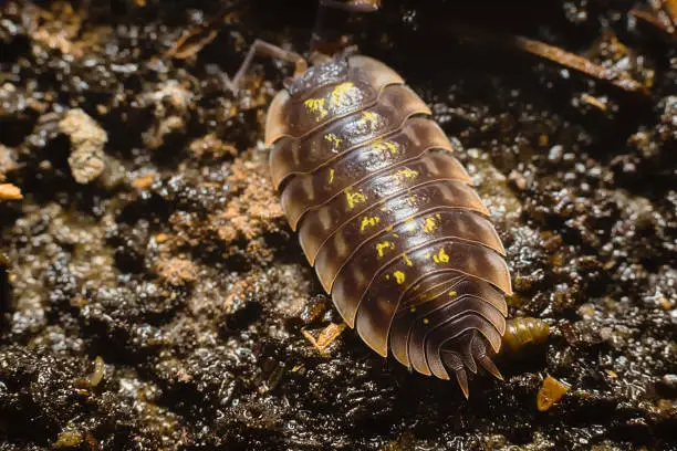 Close up of a common woodlouse, Oniscus asellus, adorned with yellow spots crawling along the wet soil