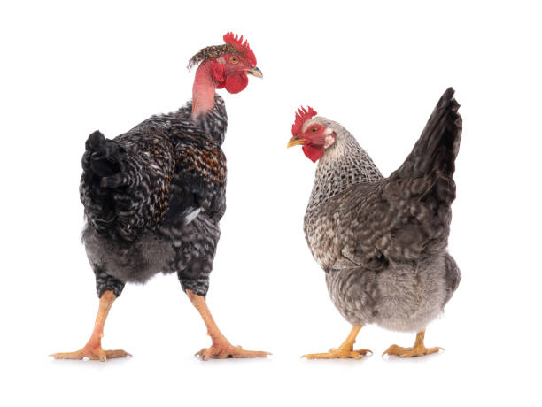 istock rooster and chicken isolated on white 1292282135