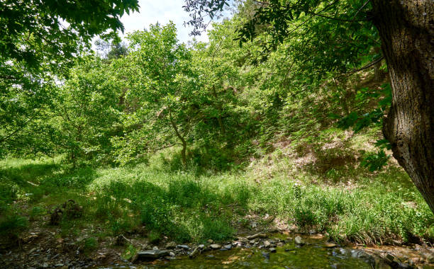istock Beautiful green forest in a sunny day 1292282251