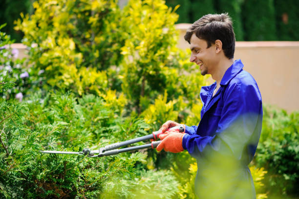 istock Gardener man is cutting the bushes 1292282316