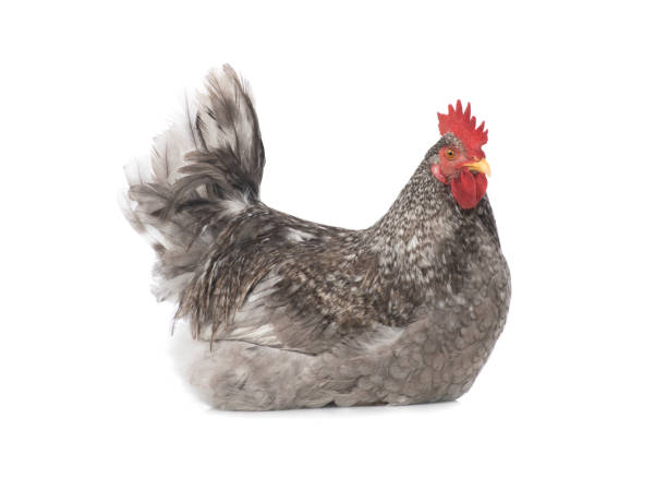 istock Gray rooster sits isolated on white 1292282683