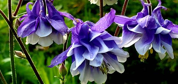 Columbine Columbine flower wildflower photos stock pictures, royalty-free photos & images