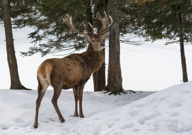 istock Stag in Winter in Northern Quebec 1292284658