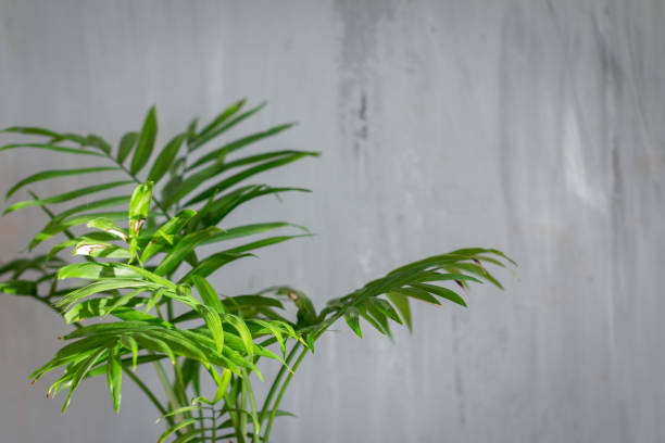 istock Green Palm leaves on grey background with space for text 1292285784