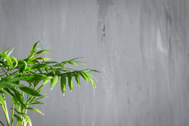 istock Green Palm leaves on grey background with space for text 1292285788