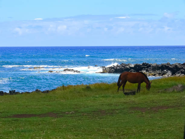 istock Grazing horses on Easter Island. Horses are imported species for Easter Island. 1292287043