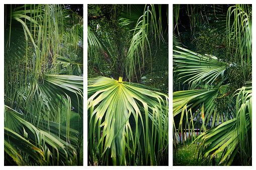 Triptych of big green leaves of fan palm Livistona. Natural green background.