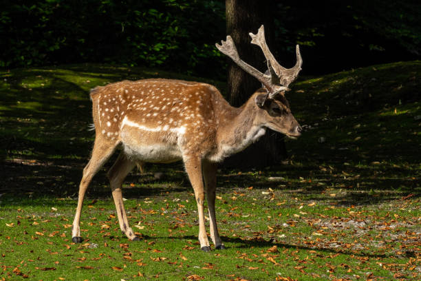 istock The fallow deer, Dama mesopotamica is a ruminant mammal 1292289474