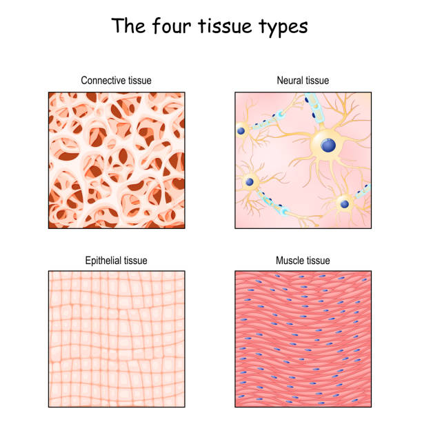 Tissue types. connective, muscle, nervous, and epithelial cells Tissue types. connective, muscle, nervous, and epithelial. Close-up of cells in different tissue. anatomical fiber parts: Epithelium, bone matrix, neurons, and smooth muscle. vector illustration. structural diagram for Science and educational use epithelium stock illustrations