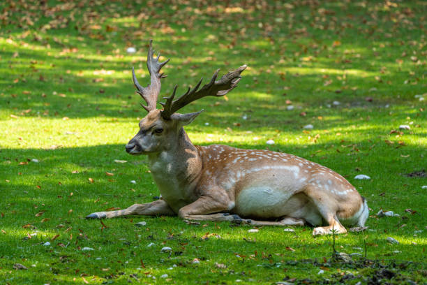 istock The fallow deer, Dama mesopotamica is a ruminant mammal 1292290882