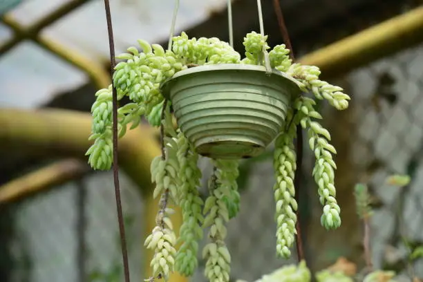 Photo of Sedum morganianum in pot hanging, is popular succulent with trailing stems and fleshy blue-green leaves