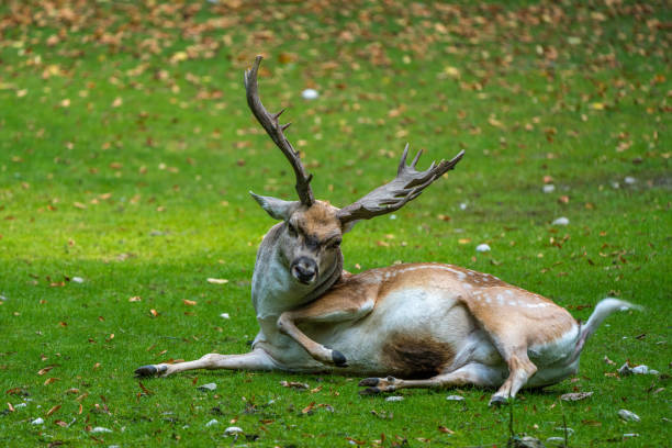 The fallow deer, Dama mesopotamica is a ruminant mammal belonging to the family Cervidae.