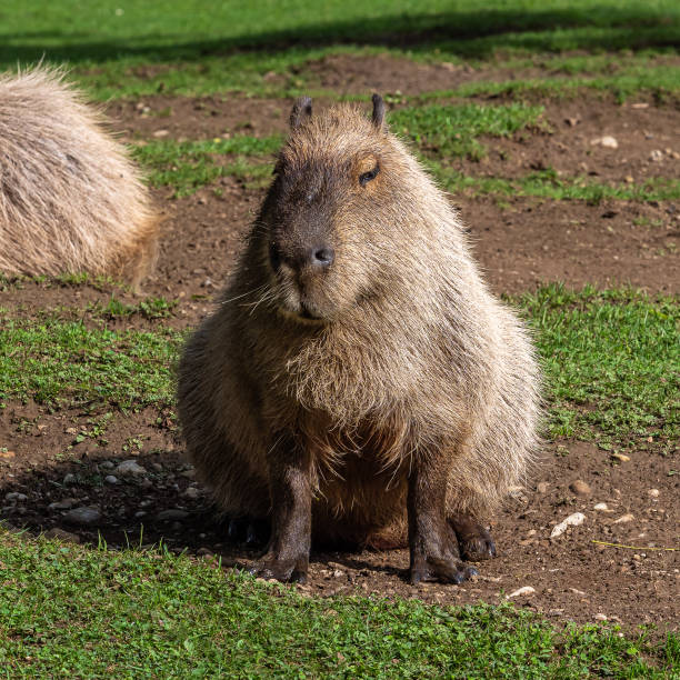 istock Capybara, Hydrochoerus hydrochaeris grazing on fresh green grass 1292291831