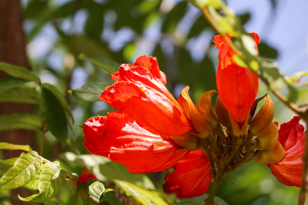 istock Red Spathodea campanulata Beauv flower 1292292803