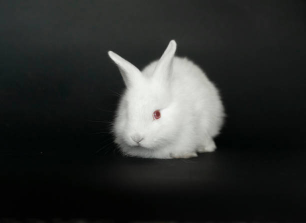 istock Beautiful white baby rabbit on black background. 1292294121