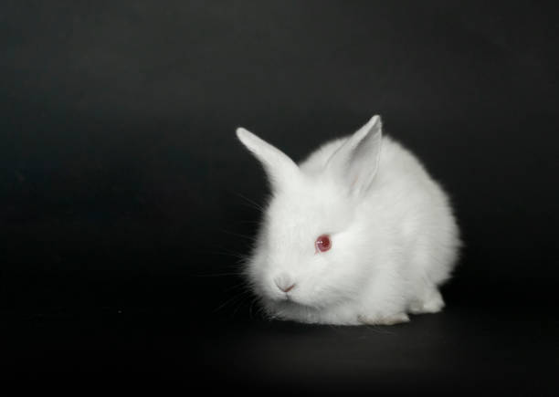 istock Beautiful white baby rabbit on black background. 1292294169