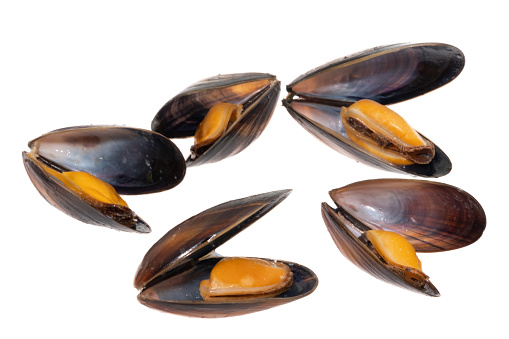 Cooked large green kiwi mussels in shells with herbs and garlic. Gray background. Top view.