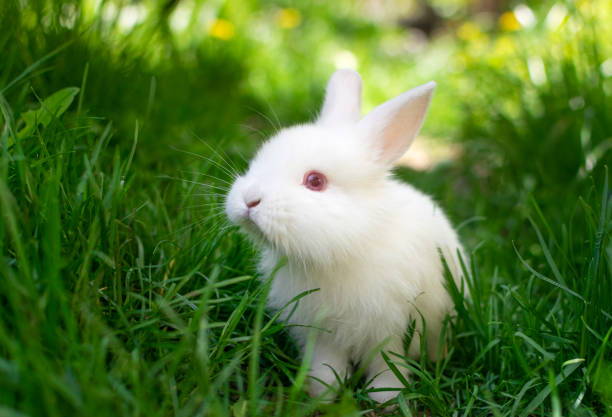 istock Beautiful white, fluffy  baby rabbit playing in green grass 1292295013