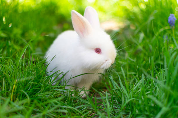 istock Beautiful white, fluffy  baby rabbit playing in green grass 1292295125
