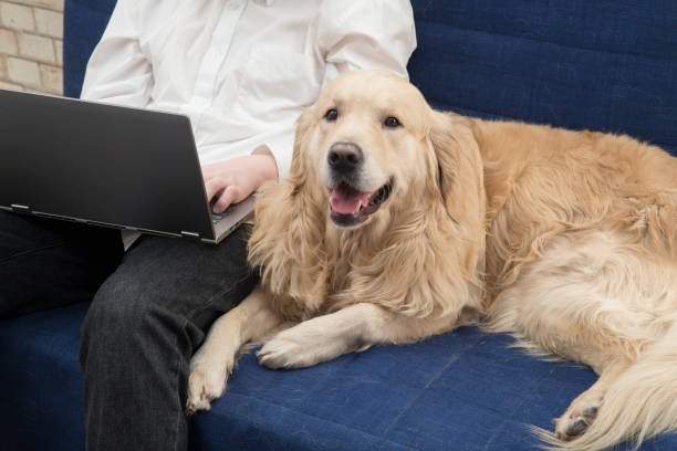 istock Dog and laptop 1292295173