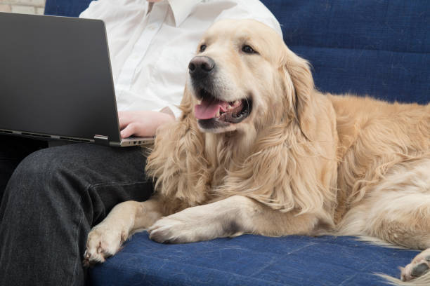 istock Dog and laptop 1292295182
