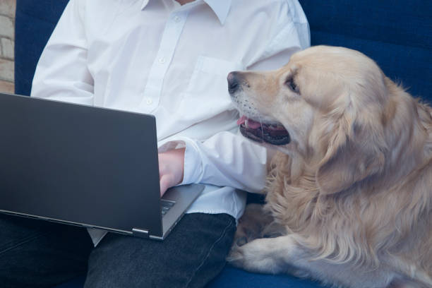 istock Dog and laptop 1292295193