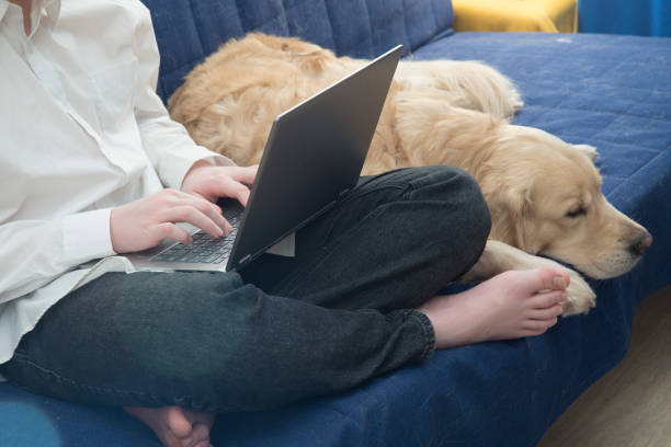 istock Dog and laptop 1292295211