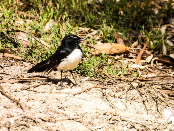 istock Deniliquin, New South Wales, Australia 1292296197