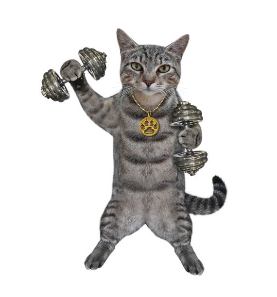 istock Cat gray lifts dumbbells 1292298377