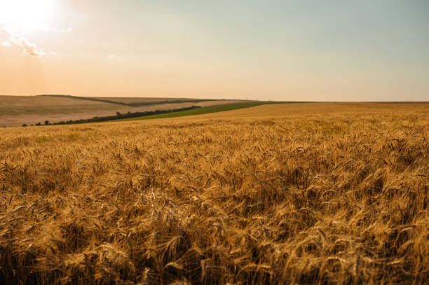 istock Golden summer wheat field with blue sky 1292298719
