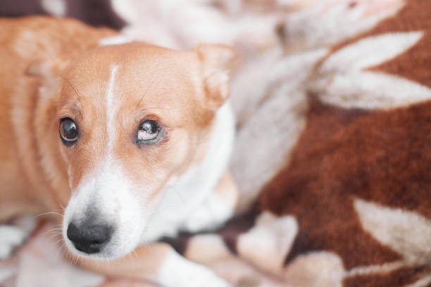 istock Red-haired dog with a damaged eye look cute, copy space 1292299189