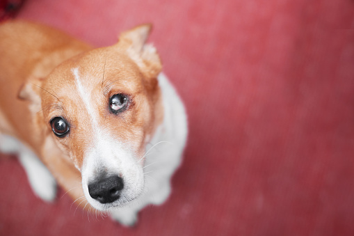 Red-haired dog with a damaged eye look cute, copy space. High quality photo