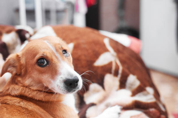 Red-haired dog with a damaged eye look cute, copy space
