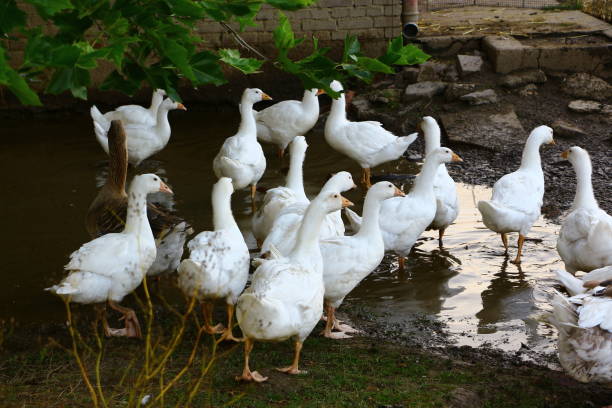 istock Free-running geese on a farm in Iserlohn 1292299873
