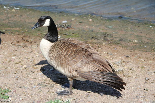 istock Canada goose Branta canadensis, Sweden 1292300069