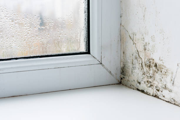istock Mold in the corner of the plastic windows 1292300133