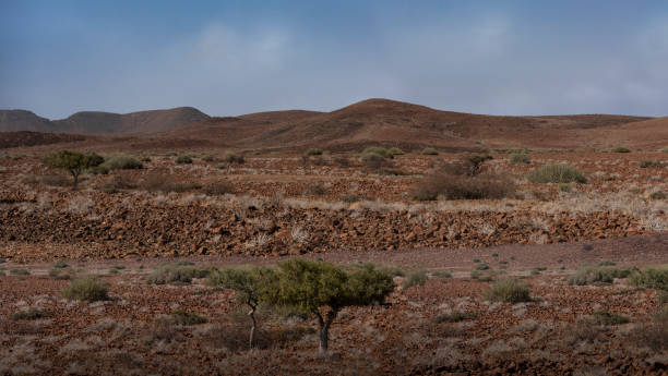 Lonely tree on rocky hill with full moon and clear blue sky Wolwedans Namib Desert Rand Nature Reserve Dark Sky Reserve Namibia Southern Africa