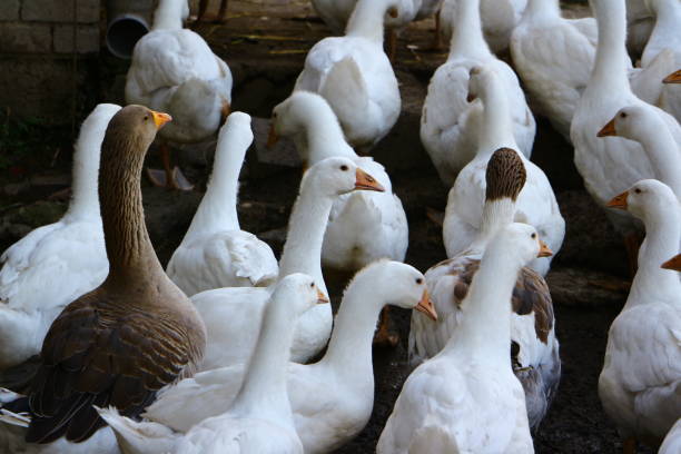 istock Geese on a farm in Iserlohn 1292301383