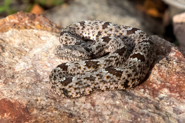 istock Rock Rattlesnake Close Up on Boulder in Arizona 1292301389