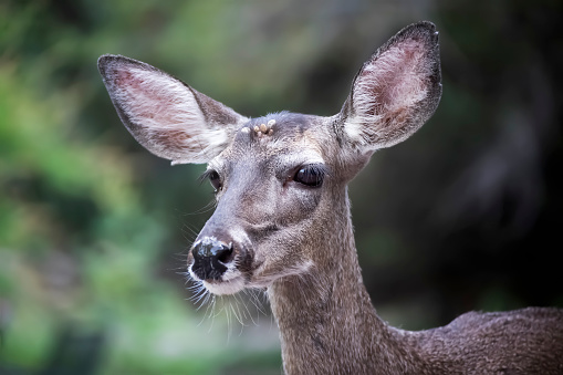 Closeup image of female mule deer with big eyes and ears on green background in Arizona.