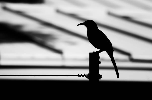 istock Bird Silhouette on Pole Black and White 1292301395